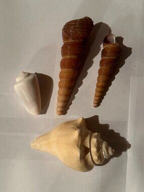 Florida Seashells